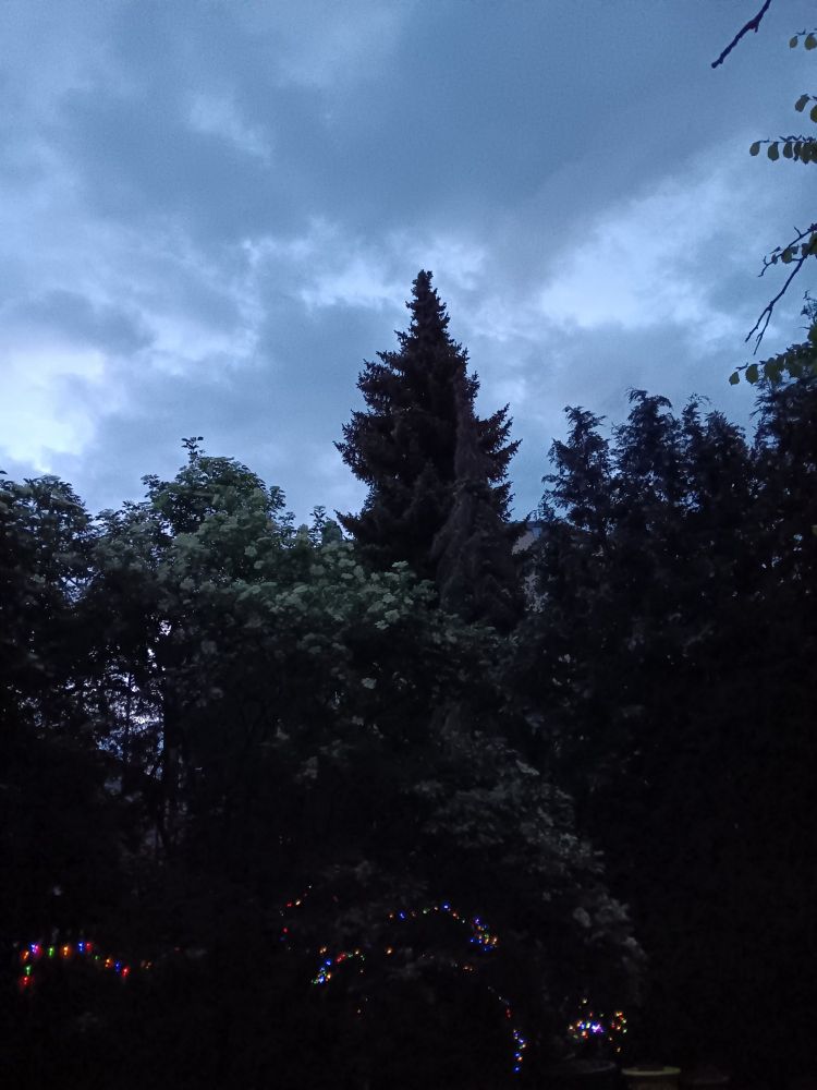 Garten mit Bäumen und Lichterketten in der Dämmerung mit wolkigem Himmel.