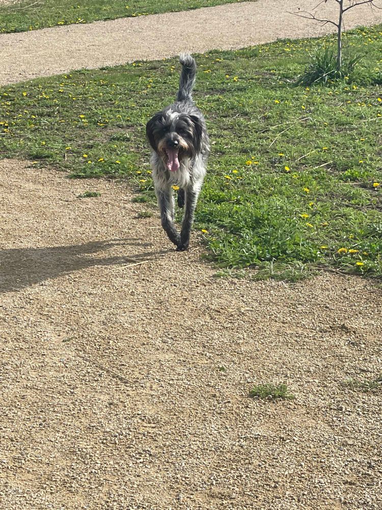 Black and white midsize Dog running towards owner