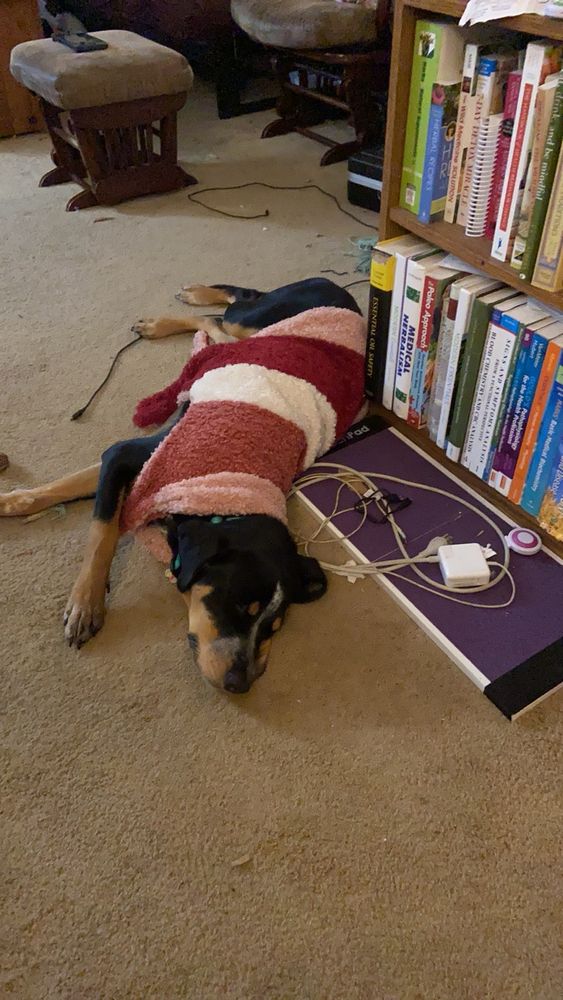 Large black and tan dog in a sweater, lying contentedly on the floor 
