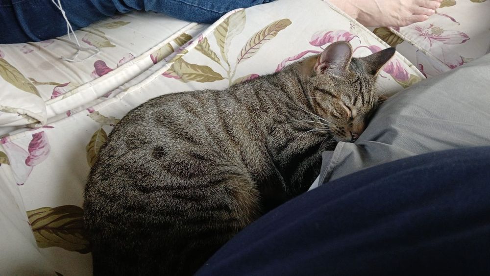 Grey tabby kitty asleep on a sofa with white and floral patterned fabric.