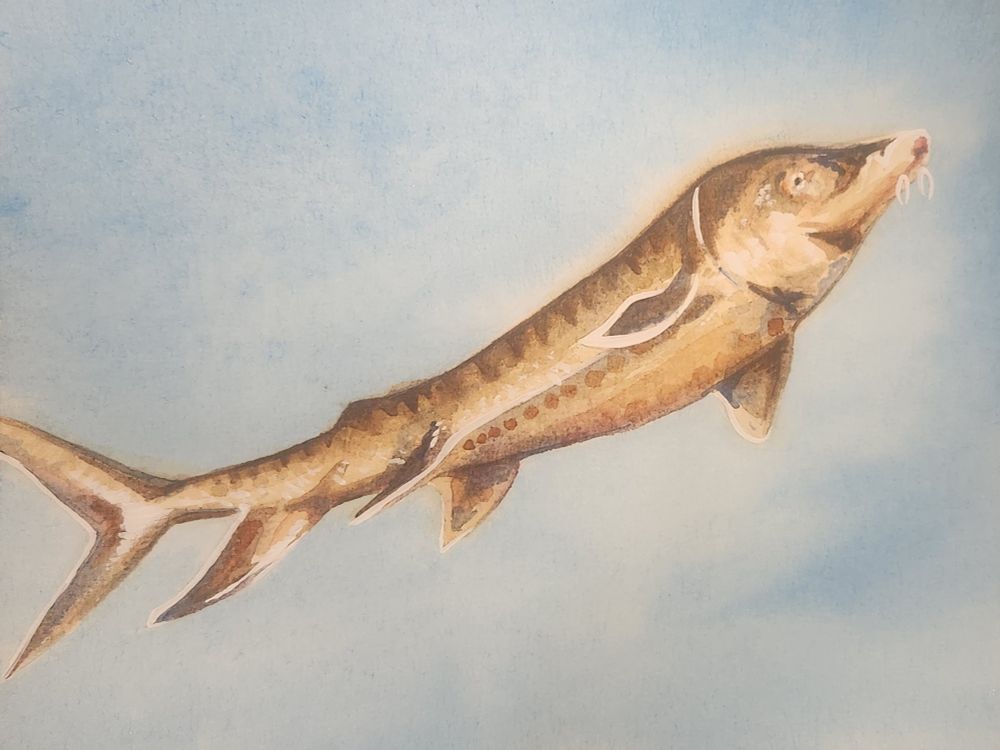 A watercolor painting of a flying sturgeon, he looks kind of goofy