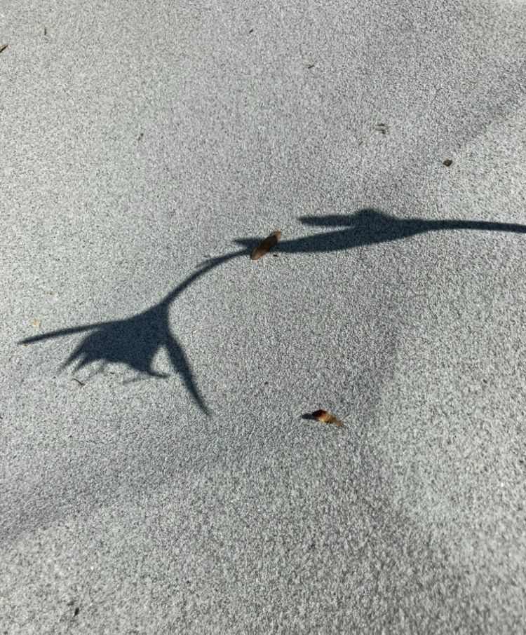 Schatten einer Strandlilie auf feinem Sandboden. 