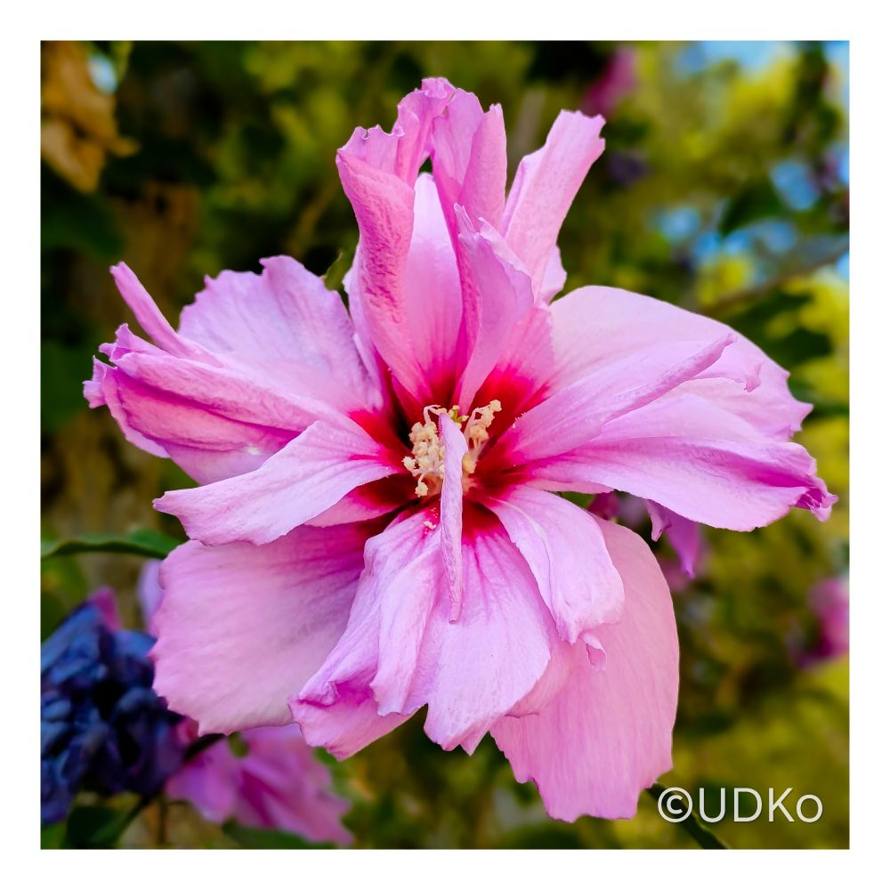 A hibiscus bloom (Rose of Sharon) unfurls in layers of soft pink silk, its petals curling like fabric in the warmth of summer air. At its heart, a deeper glow radiates outward, inviting both light and pollinators into its center. The blurred golden-green background suggests sunlight through leaves, giving the scene a dreamlike aura. In the bottom right, the watermark “©UDKo” marks the photographer’s hand. This flower, Hibiscus syriacus, belongs to the mallow family. Blooming from midsummer into autumn, its broad petals and prominent staminal column make it a favorite for bees, butterflies, and hummingbirds. The gradient from blush pink to deep magenta guides them like a natural compass toward nectar and pollen.