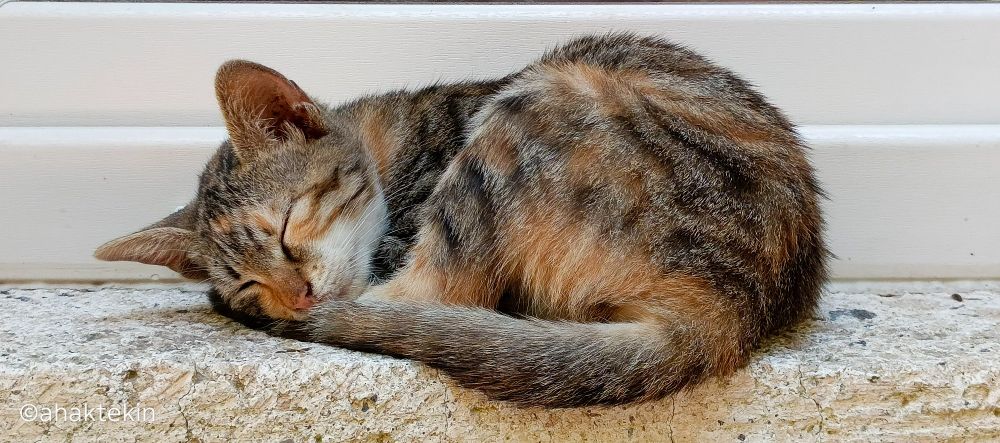 A small tabby cat with brown, black, and orange fur is peacefully sleeping curled up on a rough stone step. Its head rests gently on its tail, eyes closed, looking calm and safe. The background shows a smooth, white wall, and there’s a watermark “©ahaktekin” in the lower left corner.