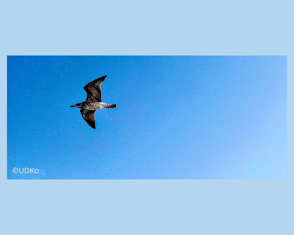 In this image, a seagull glides gracefully across a wide expanse of deep blue sky. Its wings are spread fully, the feathers fanned with a mixture of shadow and light, creating an elegant silhouette against the open air. The bird’s mottled plumage is visible in shades of brown, gray, and cream, suggesting it may be a juvenile rather than a full white adult. The simplicity of the background — a pure, uninterrupted sky — emphasizes both the seagull’s form and the freedom of flight. A watermark reading ©UDKo is clearly visible in the lower left corner of the frame. The bird belongs to the genus Larus, commonly known as gulls, which are members of the family Laridae. Seagulls are coastal and opportunistic feeders, known for their intelligence, adaptability, and complex social behavior. Their wings are long and slender, adapted for both soaring over sea winds and agile maneuvers in search of food. The mottled plumage seen here suggests a younger gull in its immature stage, as adult plumage is typically brighter and cleaner in coloration. Ecologically, gulls play important roles as scavengers, helping maintain balance in shoreline and urban ecosystems. The gull’s solitary flight evokes a sense of both freedom and distance — a lone traveler suspended between earth and sky. This image calls to mind “Free Bird” by Lynyrd Skynyrd, a classic anthem of independence and longing. The bird’s outstretched wings mirror the song’s yearning to escape boundaries and drift beyond the horizon. In its glide, there is both serenity and defiance, a reminder that the sky belongs to those who dare to rise into it. The seagull here becomes not just a bird, but a symbol of release, resilience, and the eternal call of freedom.
