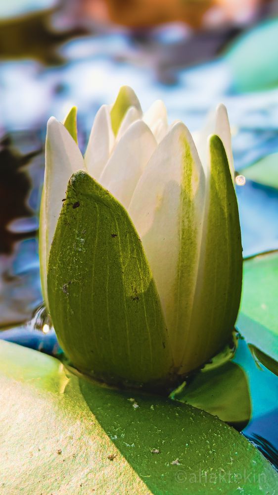 This photograph, titled "Slumber of the Lotus Nymph," captures a single, partially opened water lily, or lotus flower, emerging from the water. The image is taken from a slightly elevated, close-up perspective, focusing on the flower's center.
The flower itself is a beautiful contrast of white and green. Its outer layer consists of several closed, large sepals, which are a vibrant, textured green. These sepals have a slightly elongated, pointed shape and are the most prominent feature in the foreground. They are covered in tiny specks, possibly pollen or natural imperfections, visible upon close inspection.
Inside this green protective layer, the delicate white petals are beginning to unfurl. They are tightly clustered at the flower's center, creating a sense of a bud just on the verge of blooming. The petals have a soft, almost translucent appearance and are tinged with a faint yellowish glow from the sunlight.
The flower is resting on a large, flat, green leaf, which is a key part of its aquatic environment. This leaf has a slightly waxy texture, and the surface appears to be dappled with tiny droplets of water. The leaf itself is partially submerged in the water.
The background of the image is a blurred expanse of water, reflecting a mix of deep blues, lighter aquas, and hints of green and yellow. This soft, shimmering background serves to highlight the sharp focus and detail of the water lily in the foreground.
Scientifically, this image depicts a member of the Nymphaeaceae family, commonly known as a water lily. The sepals are the outermost part of the flower and are typically green, functioning to protect the developing bud before it opens. The white petals are the showy, fertile part of the flower, which, once fully opened, will attract pollinators. The broad, floating leaves are characteristic of these aquatic plants, allowing them to capture sunlight for photosynthesis. The water in the background is the plant's natural habitat, and the photograph beautiful…