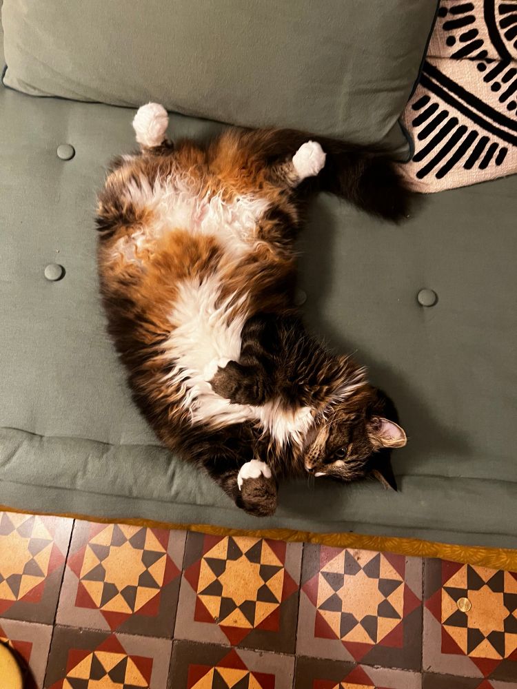 Charlie the cat chilling 