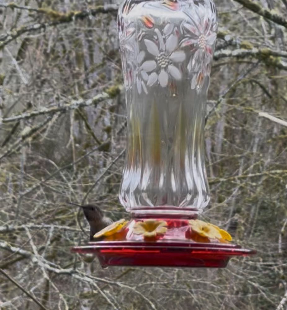 photo of a hummingbird staring suspiciously towards the camera while perched on a feeder