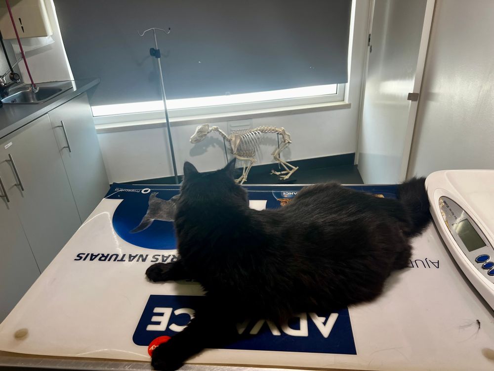A big, fluffy black cat sits on an examining table. He is looking at a skeleton of a small dog and seems to be re-thinking the life choices that got him here today. 