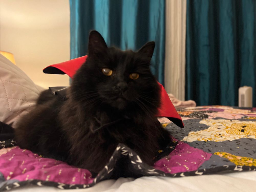 A black cat with orange eyes is wearing a black cape with a red collar and is gazing into the middle distance. He reclines on his favorite blanket, a quilt of Halloween themed patterns. 