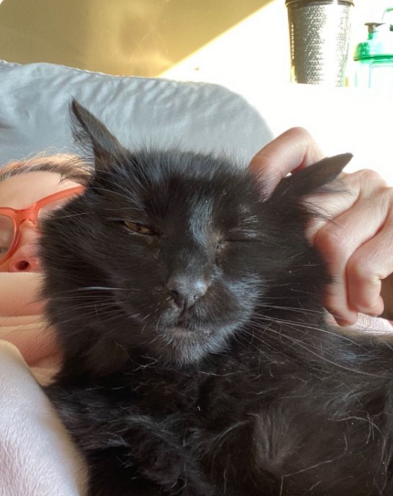 Black fluffy is getting his ears scratched and is extremely extremely loving it. 