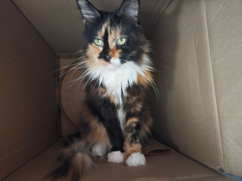 Meine Katze sitzt im Karton. 