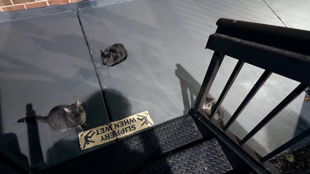 A group of cats at the bottom of the hotel steps