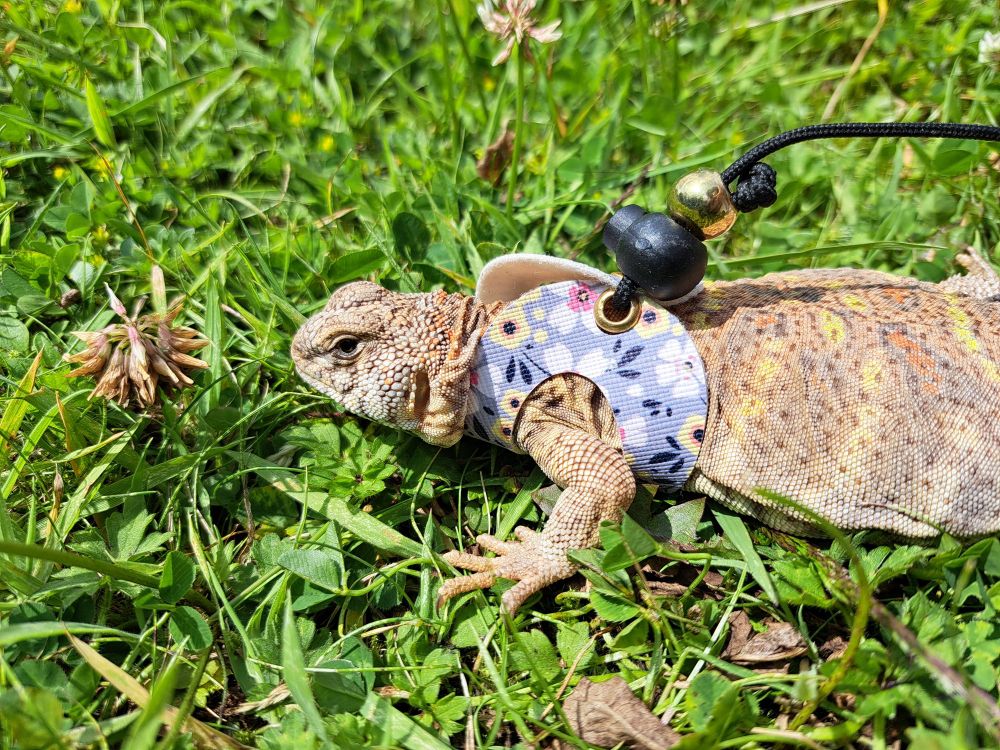 A very cute female ornate uromastyx lizard in a harness with a floral pattern, sitting on grass