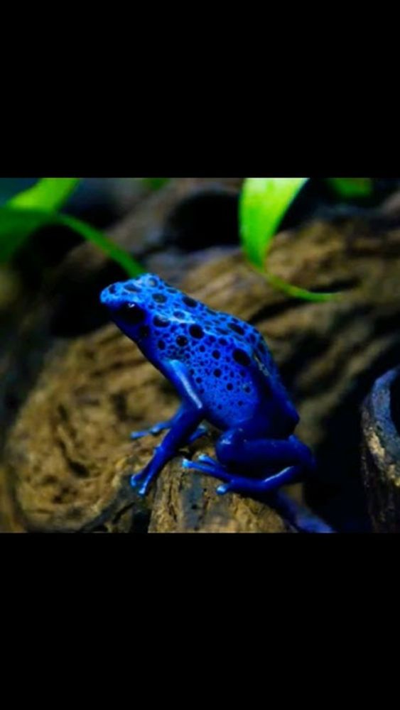 Dart Frogs: The most poisonous animal in the world #dartfrog #poison #animals