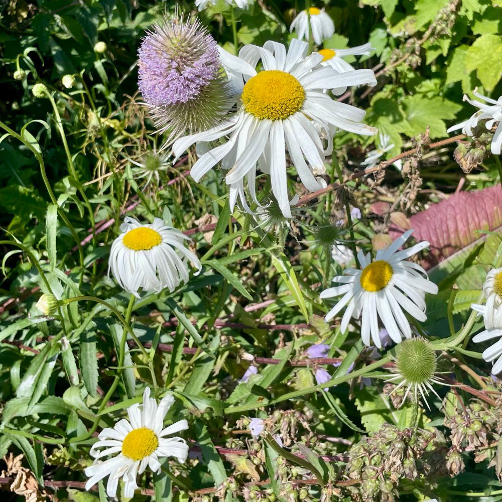 A cluster of white daisies with bright yellow centres surrounded by green foliage. One purple flower is also present in the mix, adding colour to the scene.