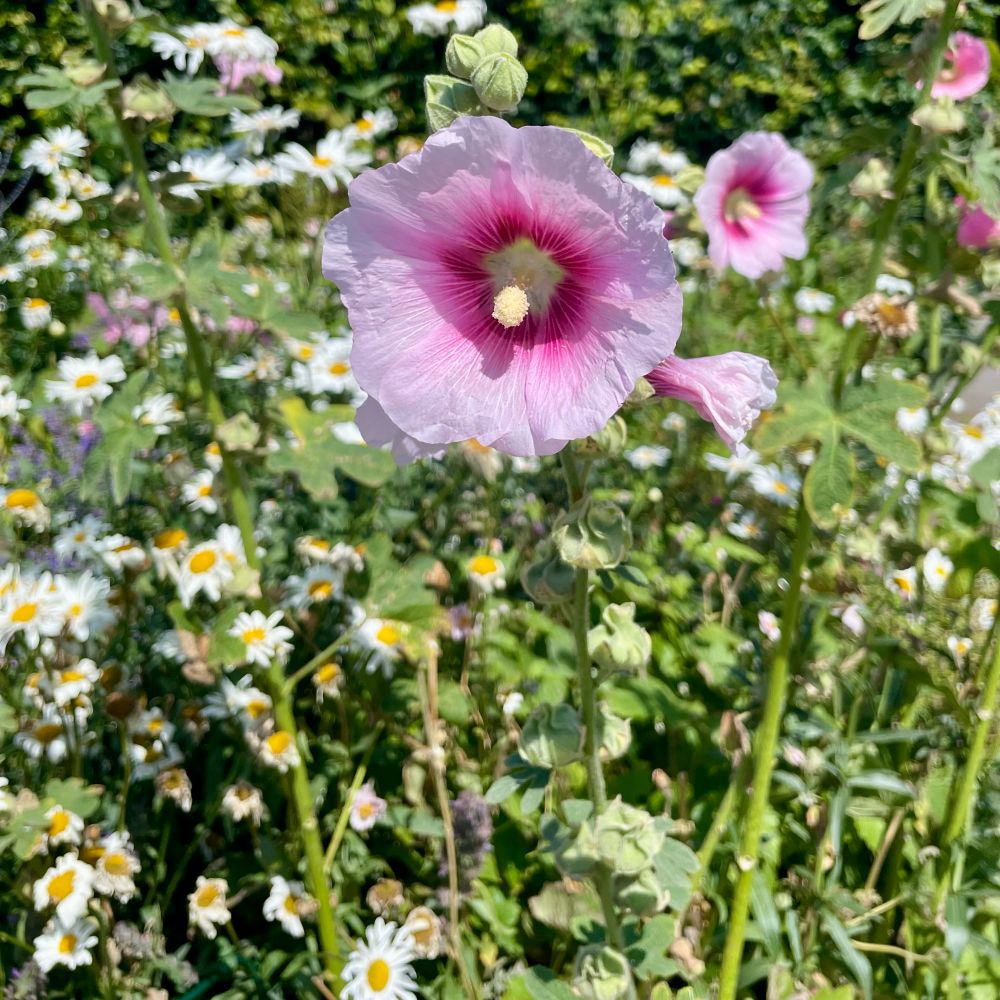 A close-up of a pink hollyhock flower with a white and purple centre, surrounded by a background of daisies and green foliage.