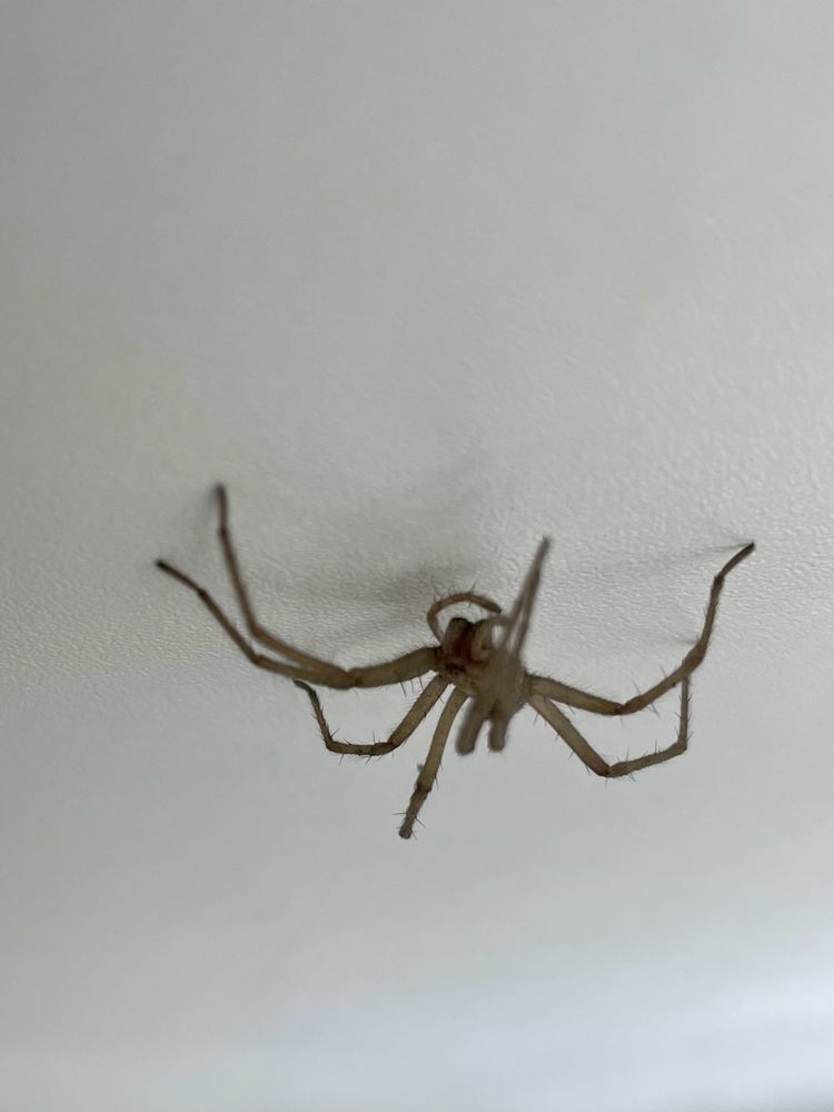 A spider is seen from an off angle like it’s hanging down from a surface. The spider has long, thin legs and a light brown colouration against a white background.