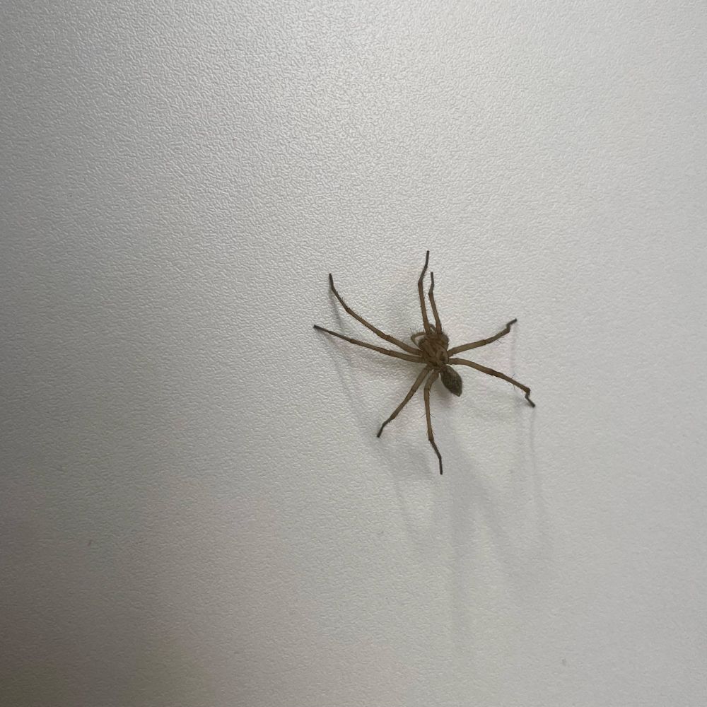 A brown spider is positioned on a light-coloured, textured surface. Its long legs extend in various directions, casting subtle shadows.