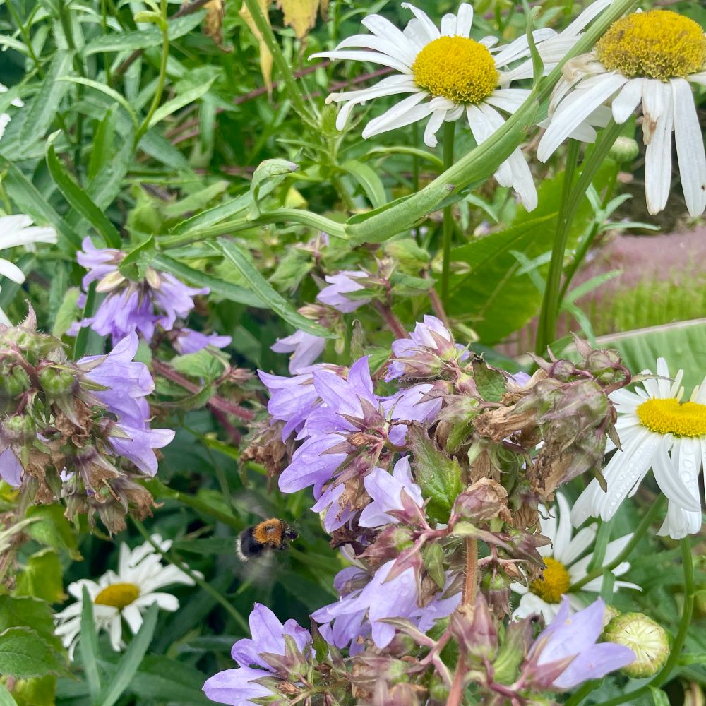 A close-up of purple bell-shaped flowers surrounded by green leaves, with white daisies visible in the background. A bee is flying near the purple flowers.