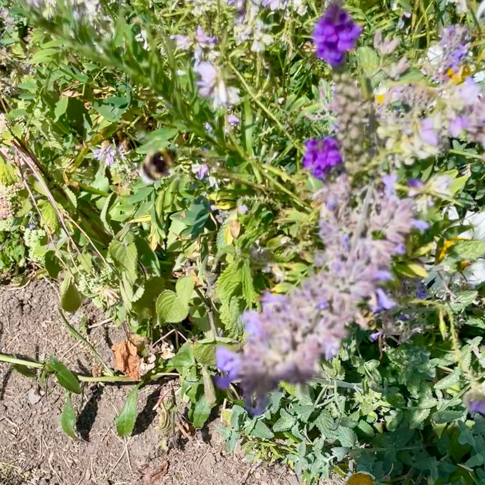 A close-up view of colourful flowers, including purple blooms, surrounded by green foliage and leaves, with a blurred bee in the foreground.