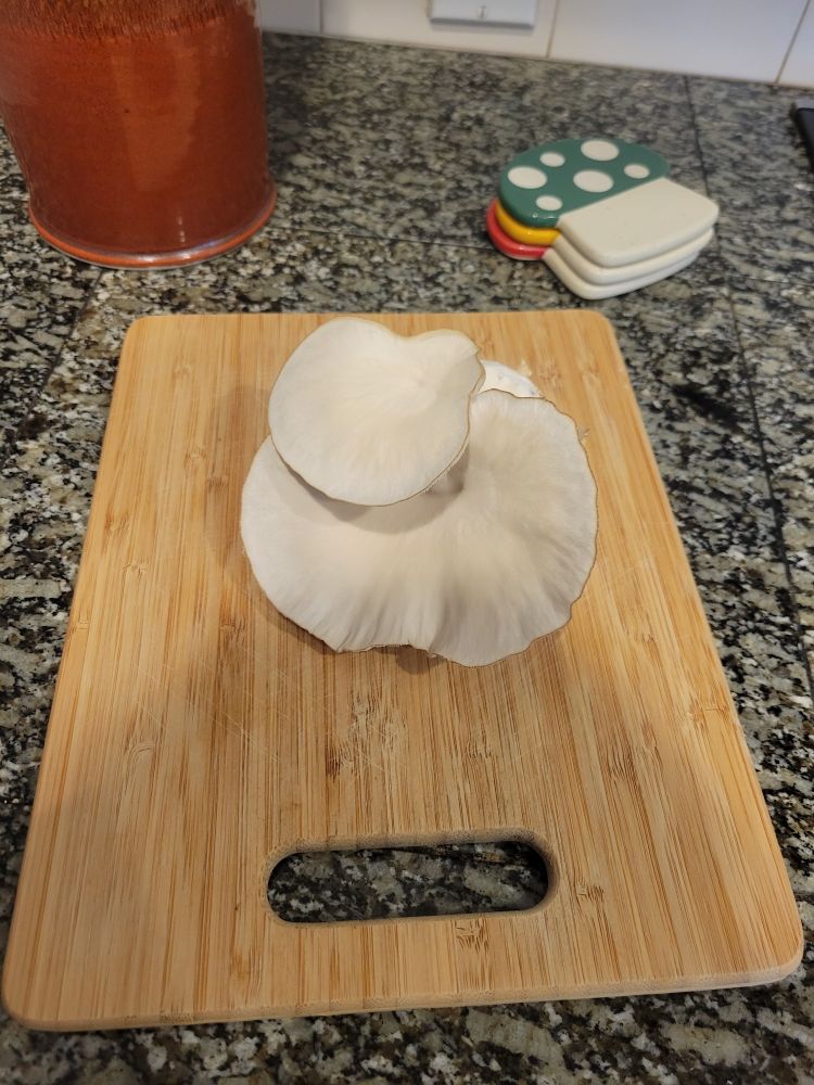 Cluster of oyster mushrooms grown from a 5 gallon bucket!