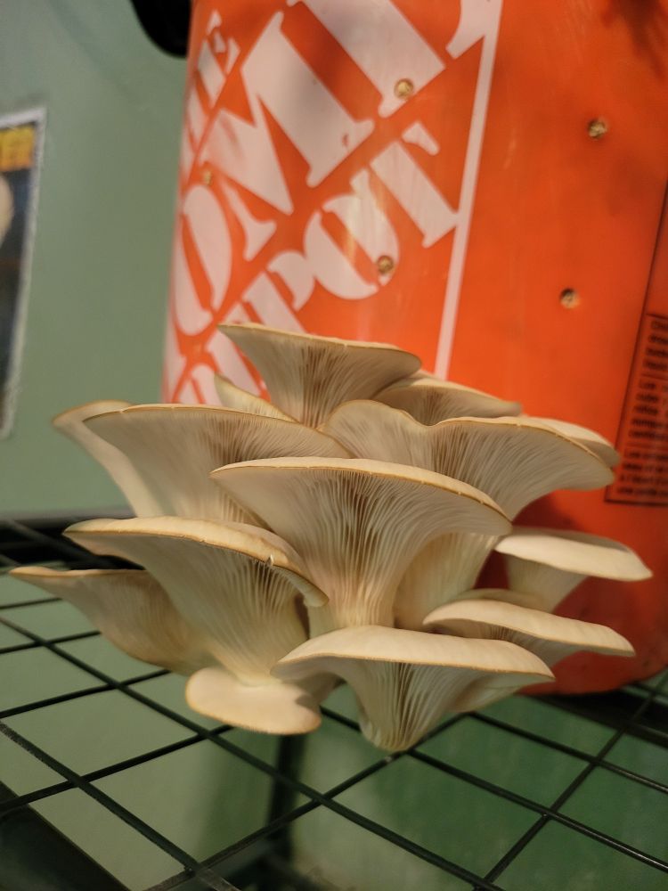 Oyster mushrooms growing out of a 5 gallon bucket.
