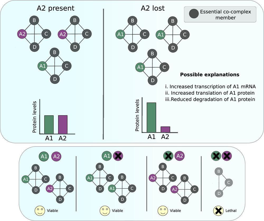 Cartoon illustrating proteomic compensation between paralogs