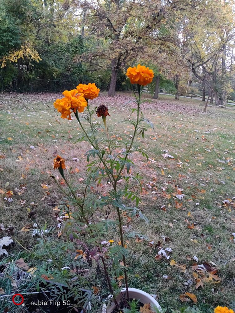Very tall orange marigolds 