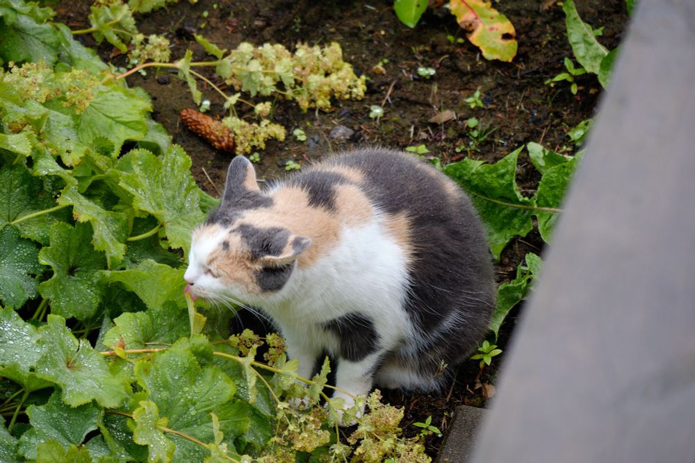 Now she's moved a bit to the other side, but the leafy water sampling continues.