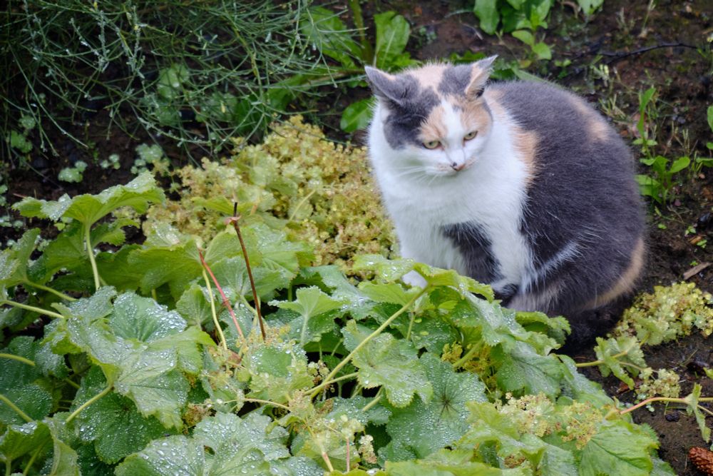 Skotta, a three-coloured cat, inspecting some large-leaved plants that have rainwater pooled on them.