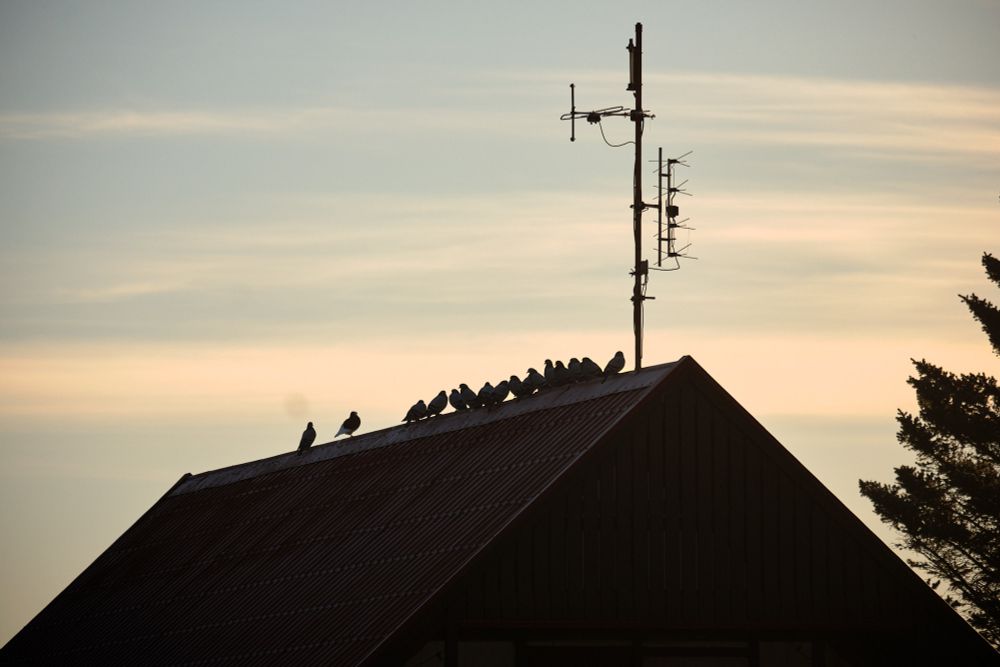 Pigeons lined up on a roof, in silhouette