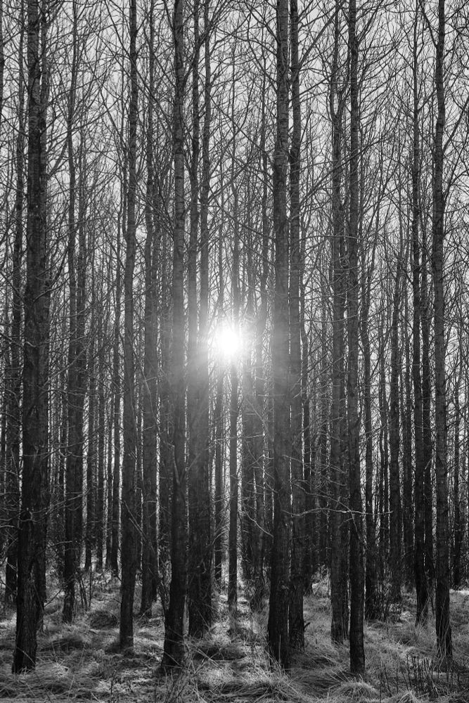 The sun shines through a row of incredibly straight trees