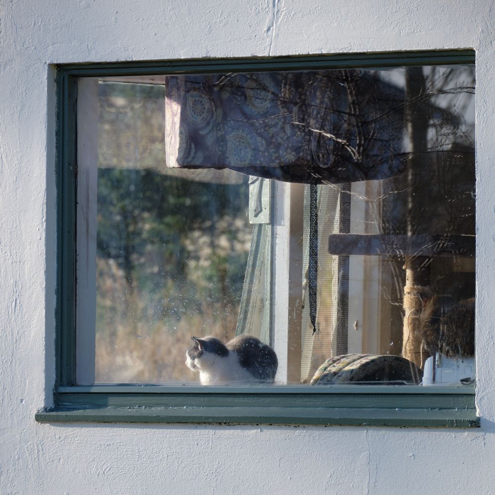 A grey and white cat loafs in the windowsill of a corner window
