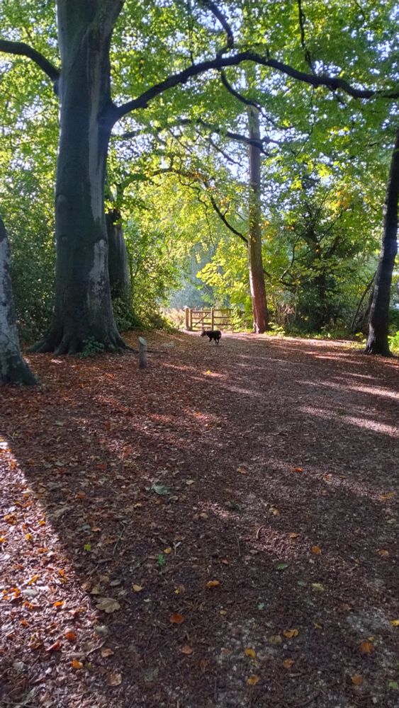 A large tree within a woodland casting shadows over the leaf covered path. A dog walks along the path. There are bright green leaves on the trees contracting with the shadows.