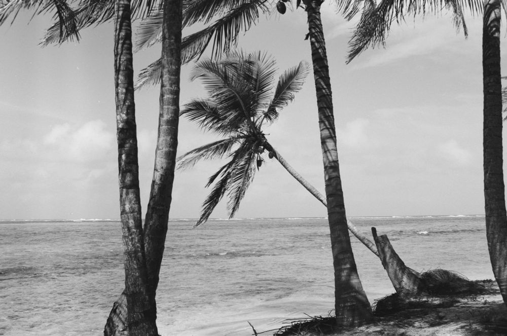 A queer palm tree framed by the surrounding trees, looking out on the ocean