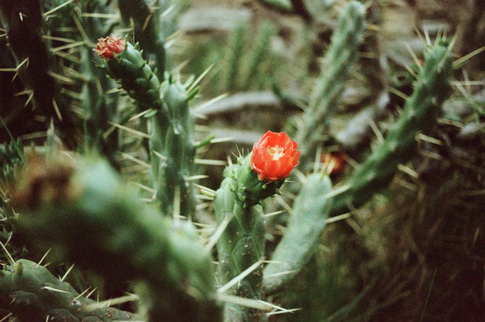 Cactus in bloom