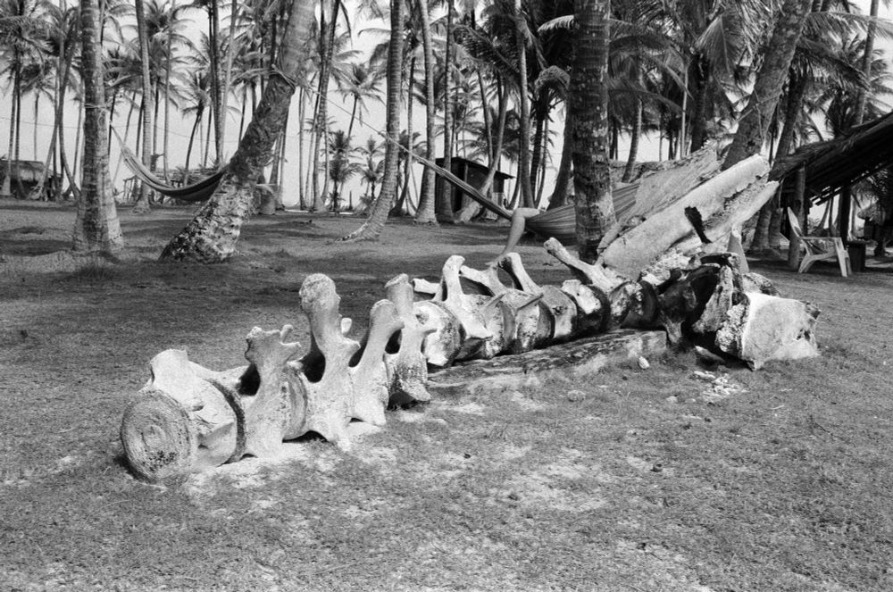 The vertebrae of a dead whale surrounded by palm trees on an island  