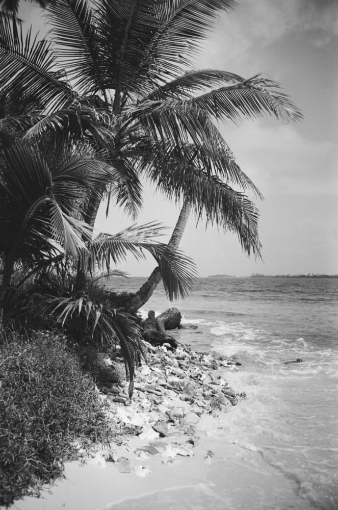Palm trees on the edge of an island 