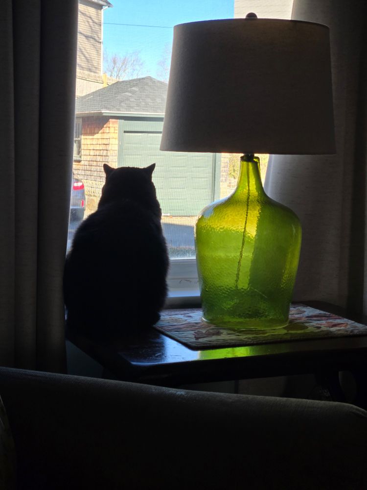 A black tuxedo cat is watching birds outside the window.