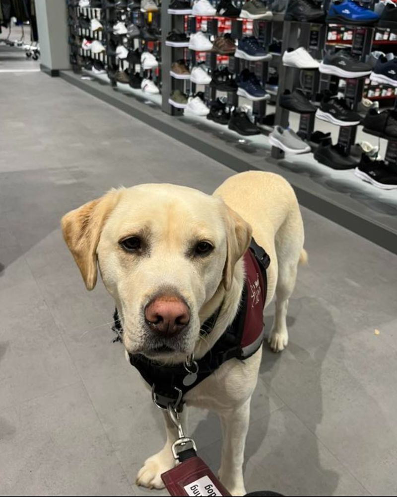 Yellow Labrador, Buddy, standing in a shoe shop and looking towards the camera. He's wearing a burgundy hearing dogs jacket and behind him is a floor to ceiling display of trainers.