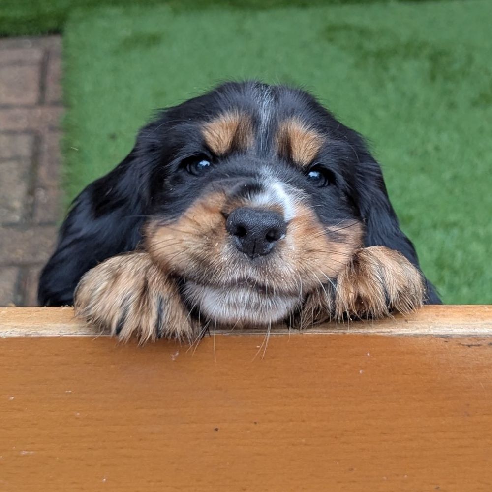 Black and tan cocker spaniel puppy, Loki, looking over a wooden bar in the garden. His chin is resting on his two front paws as he looks up at the camera lovingly with a smile on his face.
