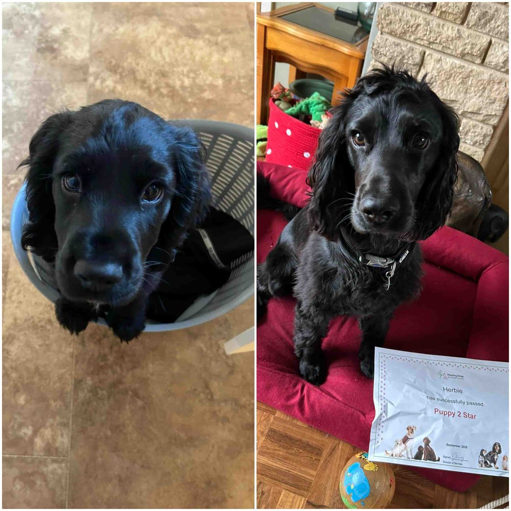 Two image collage of black cocker spaniel, Herbie.

Left images shows Herbie as a puppy sitting in a plastic laundry basket with his front paws resting on the top of it, looking upwards at the camera with puppy dog eyes.

Right image shows Herbie sitting in his red dog bed and looking towards the camera with his Puppy 2 Star certificate resting beside him.