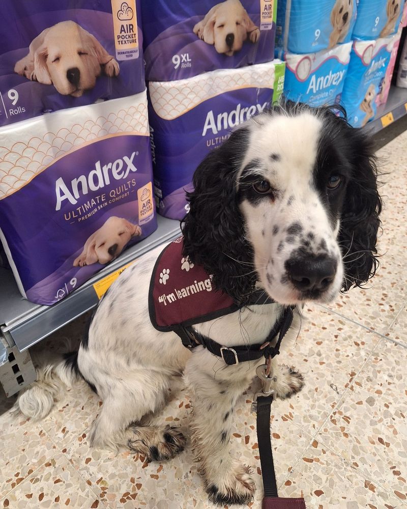 Black and white cocker spaniel, Baloo, sitting in the aisle of a supermarket wearing his burgundy training jacket that reads "I'm learning" down the side in white. Behind Baloo are stacks of Andrex toilet roll packs.