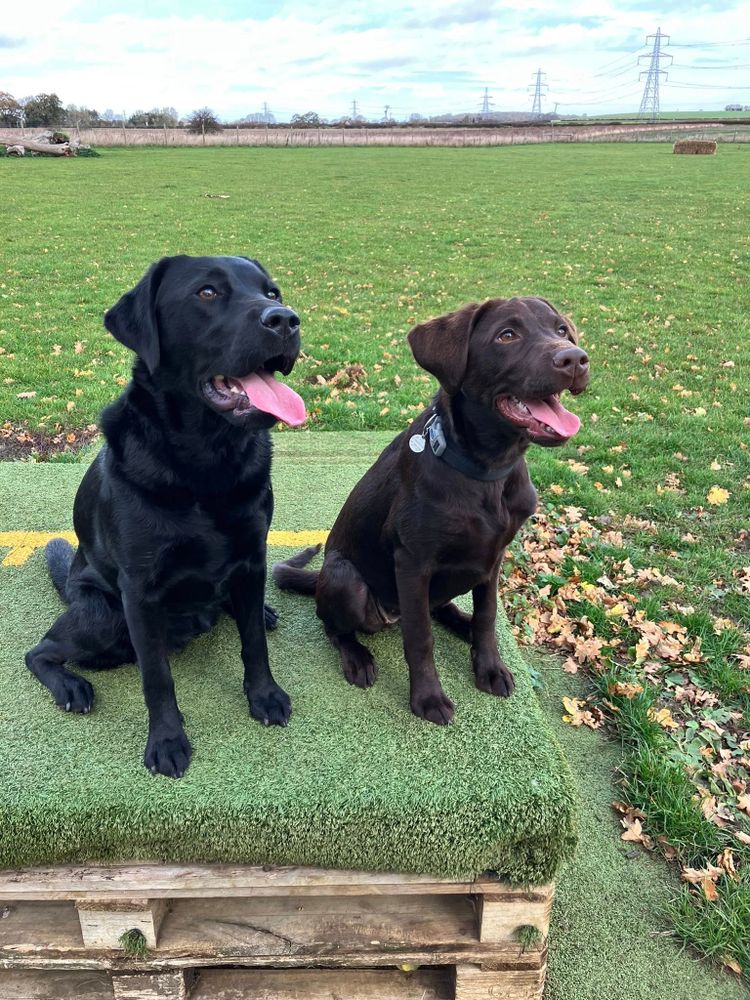 A grown black Labrador sitting next to a young chocolate Labrador on a raised grass podium  at the park. Both dogs are looking at something just off camera to the right with the mouths open and tongue out in a big smile.