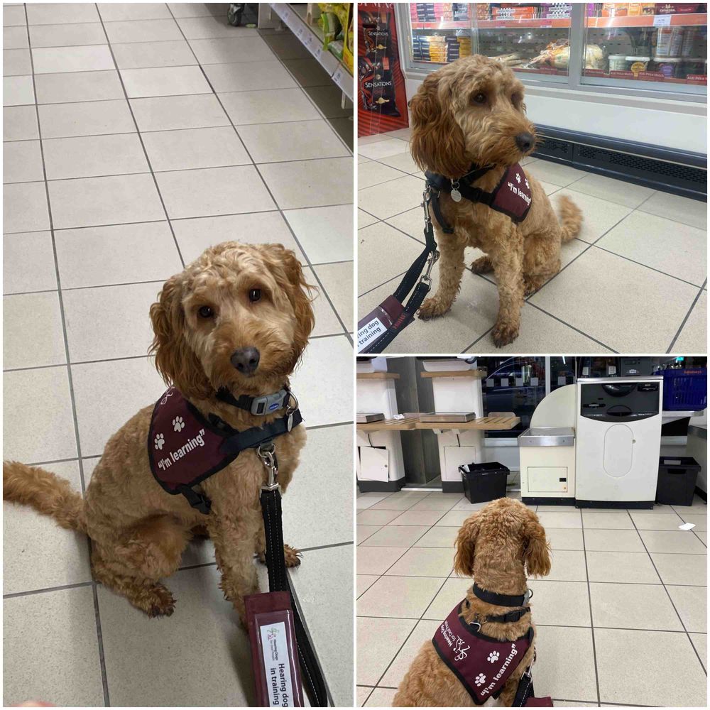 Three image collage of golden cockapoo Merlin at the supermarket and wearing his burgundy training jacket which reads "I'm learning" in white down the side.

Left image shows Merlin sitting in the aisle of a supermarket and looking up at the camera with his head tilted to the side.

Top right is Merlin sitting in the freezer aisle of the supermarket and looking off camera to the right.

Bottom right shows Merlin sitting in the self checkout area of a supermarket facing away from the camera.