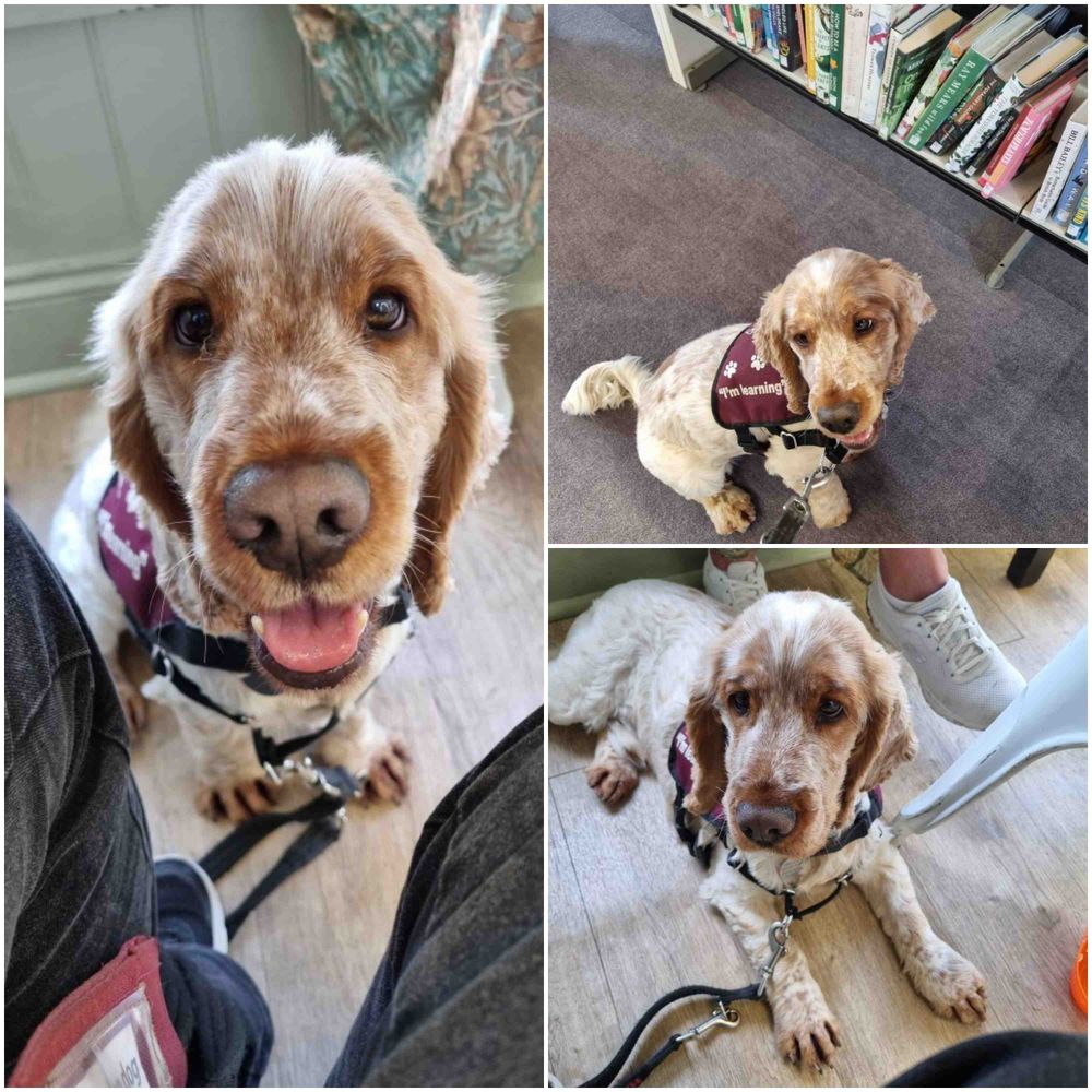 Three image collage of white and golden cocker spaniel, Bilbo.

Left image is a close up of Bilbo's face as he sits indoors looking at the camera with his mouth open in a small smile. He's wearing a burgundy training jacket.

Top right shows Bilbo sitting in front of a bookshelf in the library. He's wearing a burgundy training jacket with white writing down the side which reads "I'm learning".

Bottom right shows Bilbo laying down in doors in a coffee shop wearing his burgundy training jacket.