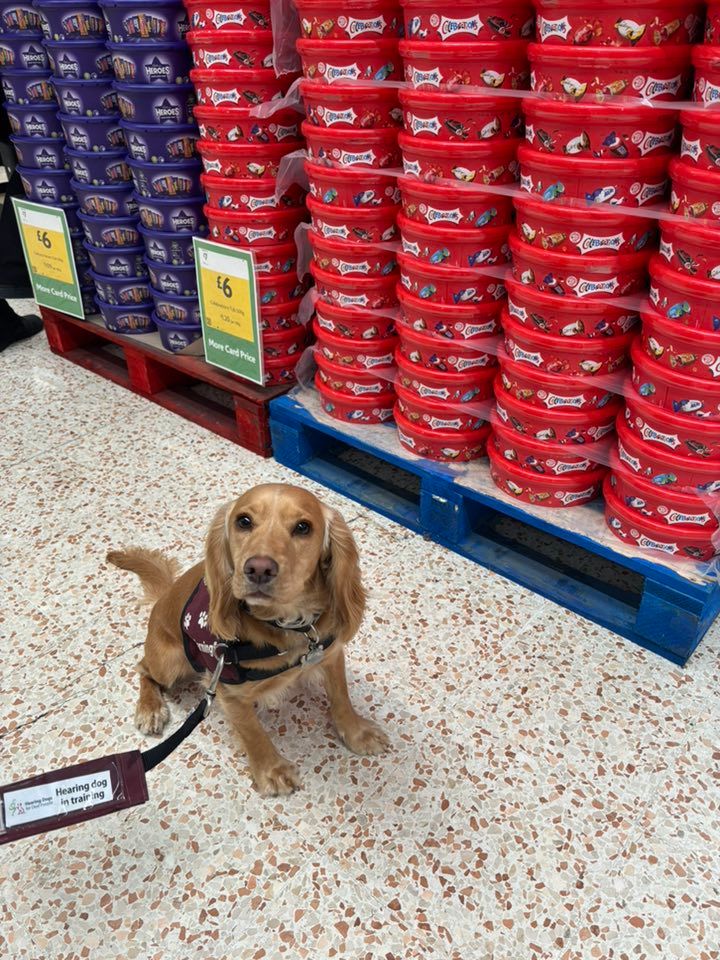 Golden cocker spaniel, Waffle, sitting indoors at a supermarket in front of a display of red Celebrations chocolate tubs and looking up at the camera. Waffle is wearing her burgundy training jacket.