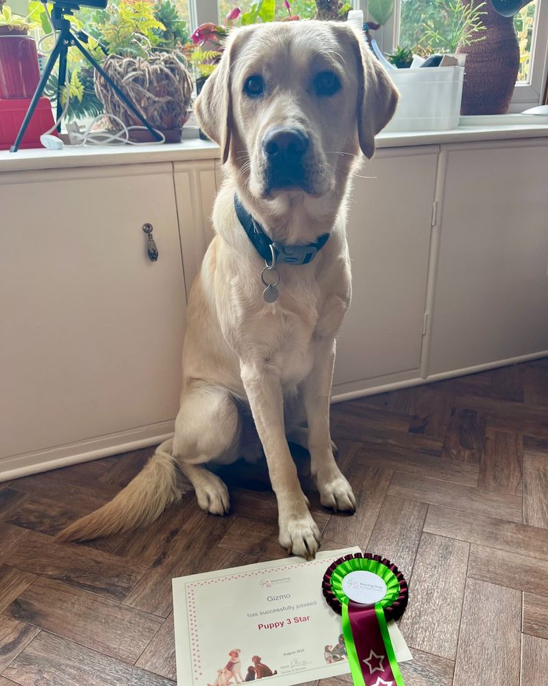 Yellow Labrador, Gizmo, sitting indoors on a wooden floor and looking towards the camera. In front of him is his Puppy 3 Star certificate and rosette.