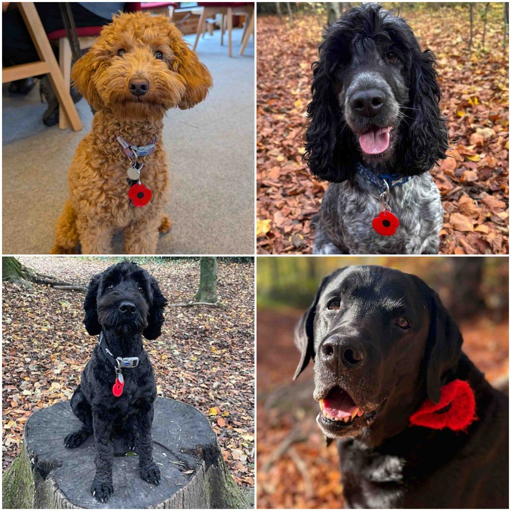 A four-photo montage of our dogs wearing poppies on their collars.

Top left - Golden miniature poodle, Nina, sitting indoors and looking towards the camera.

Top right - Blue roan cocker spaniel, Stanley, sitting in the woods and looking towards the camera with his mouth open in a smile. 

Bottom left - Black cockapoo, Favour, sitting on a tree stump in the woods looking towards the camera.

Bottom right - Black Labrador, Kennedy, sitting outdoors looking over his shoulder towards the camera.